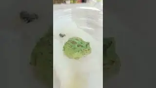 Alien looking frogs! so cute! #pacman #pacmanfrog #frogs #herping #reptiles #aliens #albino #frog