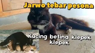 Mating cats black Persian cat and Javanese cat