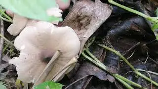 Wild Mushrooms in the Philippines - Picking and Cooking (stir fry)
