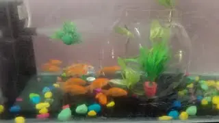 Fish Tank cleaning vlog @ Lakshmi Reddy.Kota ఫిష్ టాంక్ క్లీనింగ్ వ్లాగ్ @ Lakshmi Reddy.Kota