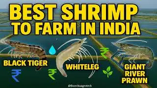 Top 4 Best Shrimp Breeds to Farm in India 🦐 | High Profit Aquaculture Guide 2025 | Boovika Agro Tech