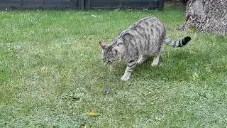 Small cute cat becomes a hunter #cat 