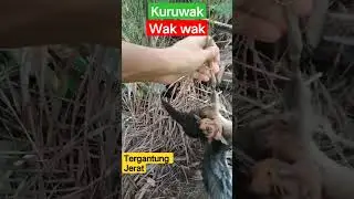 Ruak Ruak Terbang terjer4t