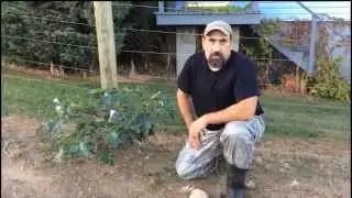 Casting Call - Jimson Weed (Datura Stramonium)