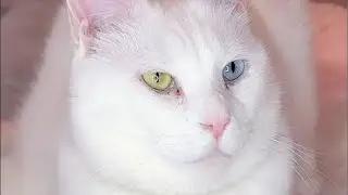 よりパパ【しゃあ猫団 ch.】 がライブ配信中！