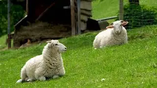 ♪ Bach - Sheep may safely graze (trio)