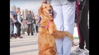 We're BARK, The Company Dedicated to Making Dogs as Happy as They Make Us