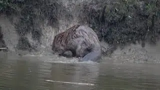 Beavers in the Rhoonse Grienden // April 2018