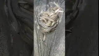 Eel Aquaculture Farming Feeding in Pond #agriculture #eel #eelfeeding #eelfishing #shorts #viral