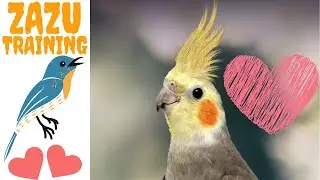 Cockatiel Training 💕| Cute Bird | Zazu Day 1 Training.🐦Tamed Pet