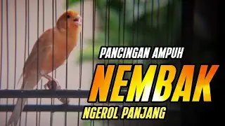 KENARI GACOR PANJANG NGEREK AMPUH utk Pancingan Kenari Paud | Kenari vs Lovebird