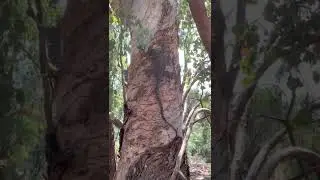 Australian Lace Monitor (Goanna) Climbing a Tree