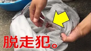 #3 釣り用ミミズの増やし方！～脱走の様子～