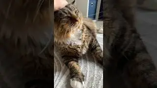 Cute cat enjoys attention I give him