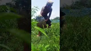 Farmer Weeding Chili Field with Hoe | ASMR Farming | Natural Sound #Shorts