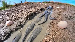 Top amazing, fishing skills catch fish in rice field under grass by hand skills