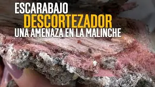 El escarabajo descortezador: la amenaza en los bosques de La Malinche