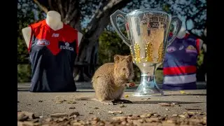 Toyota AFL Premiership Cup Tour Highlights | AFL