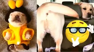 Cute Pets and Funny Animals Compilation 🐶 😺 💗 😂 February 2021