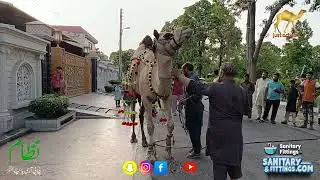 Ount ki Shaandar Qurbani 2025 Camel Qurbani