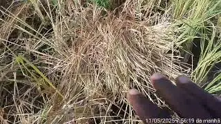 Arroz.Como que se corta arroz na machamba (campo de arroz)