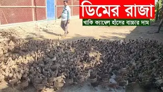 ডিমের রাজা খাকি ক্যাম্বেল হাঁসের বাচ্চার দাম জানুন Khamar BD Official