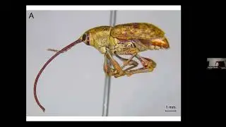 Insect Cuticle is for Entomologists, Not Engineers