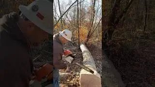 ПРАВИЛЬНОЕ НАТЯЖЕНИЕ ЦЕПИ БЕНЗОПИЛЫ #тяжеловозы #лесозаготовка #stihl #лошадинаялесозаготовка #му...