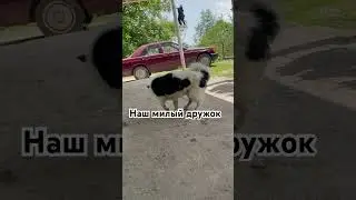 #shortsvideo #асмр #recipes #naturalbeauty #собаки #dog #dogs #nature