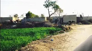 Natural village green fields in Punjab Pakistan