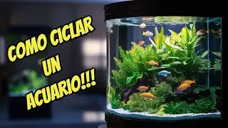 Cómo CICLAR un ACUARIO paso a paso 🐠 | La clave para un acuario saludable