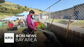 Peninsula program turns climate change lessons into practical solutions