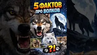Волки без мифов: 5 диких фактов за 40 секунд
