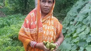 Mother inlow pick the ridge gourd #Janhi recipe #Ridge gourd curry 🍛#lilidesikitchen