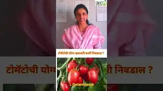 JFC AGRO TECH.SANGLI#टोमॅटोची योग्य व्हरायटी कशी निवडाल?#agricultureworldwide#Tomato#agri#reels
