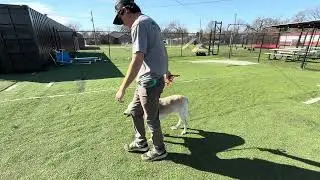 Lady gentle leader practice 