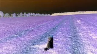 Weedspeed 