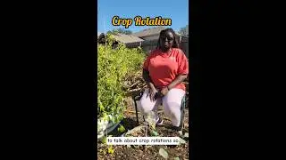 Healthy Garden Method: Legume-to-Root Crop Rotation Explained