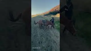 Horse Loves Rolling Around In The Sand! 🐎🏖