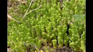 Garden Answer: 490 Species in Genus Sedum   Stonecrop