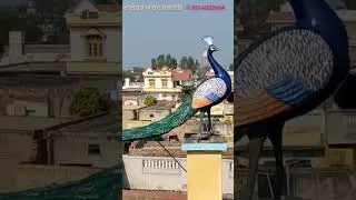 ਮੋਰ 🦚 peacock statue @ravinderfiberartjagraon9583 #fiberglass