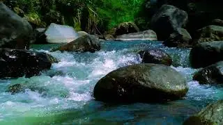 Pure Forest River Stream: Calm Water Sounds for Deep Work and Zen