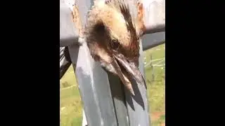How a bird rescue a woman