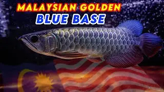 MGBB Arowana Feeding | Local Pride