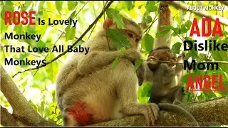 What's Going On Ada  Baby Monkey! What's Angel Doing? Ada Hate Mom Engle Are Beating And Hit