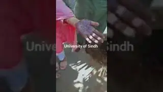 Sindh university jamshoro girls doing copy culture