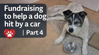 Fundraising to help a dog hit by a car Part 4