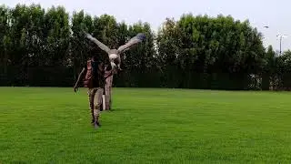Griffon Vulture training. at the Dubai Safari Park Birds Of Prey Show THE RAPTORS.