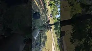 Henrietta vs The Squirrel Master