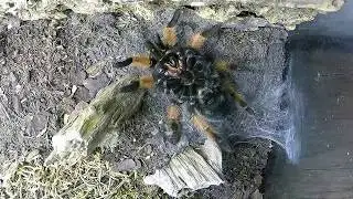 Brachypelma emilia Häutung - Tarantula molting - Vogelspinnenhäutung